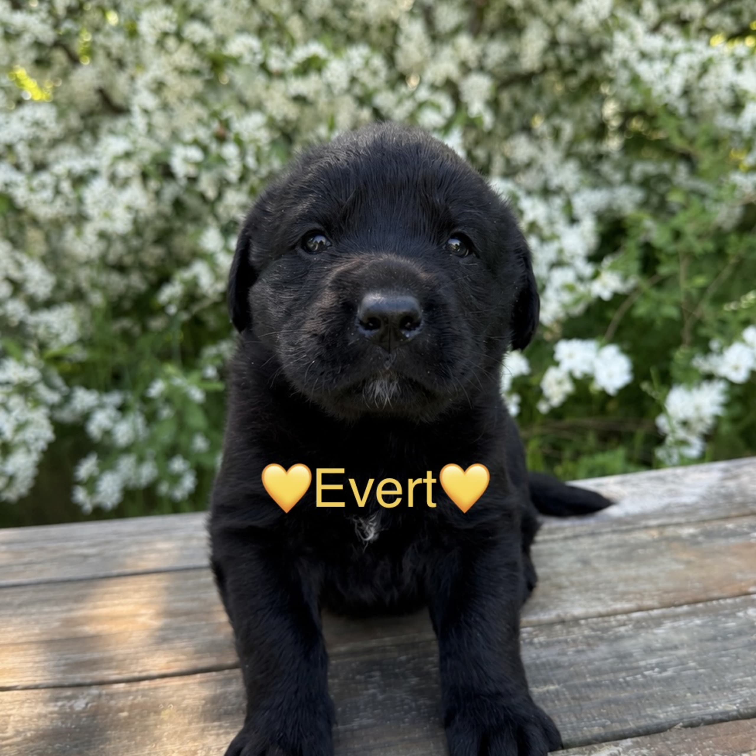 Joytriever