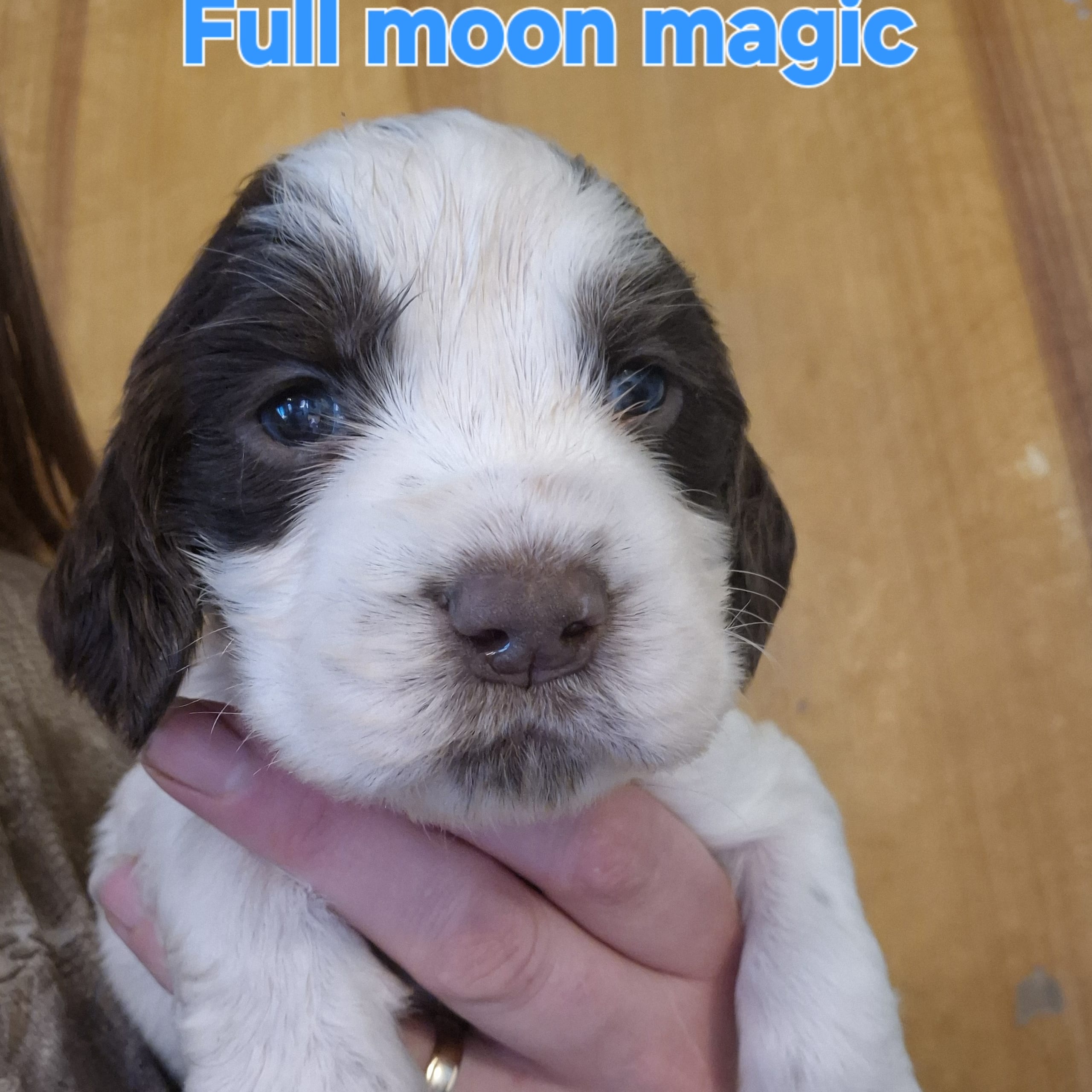Engelsk springer spaniel