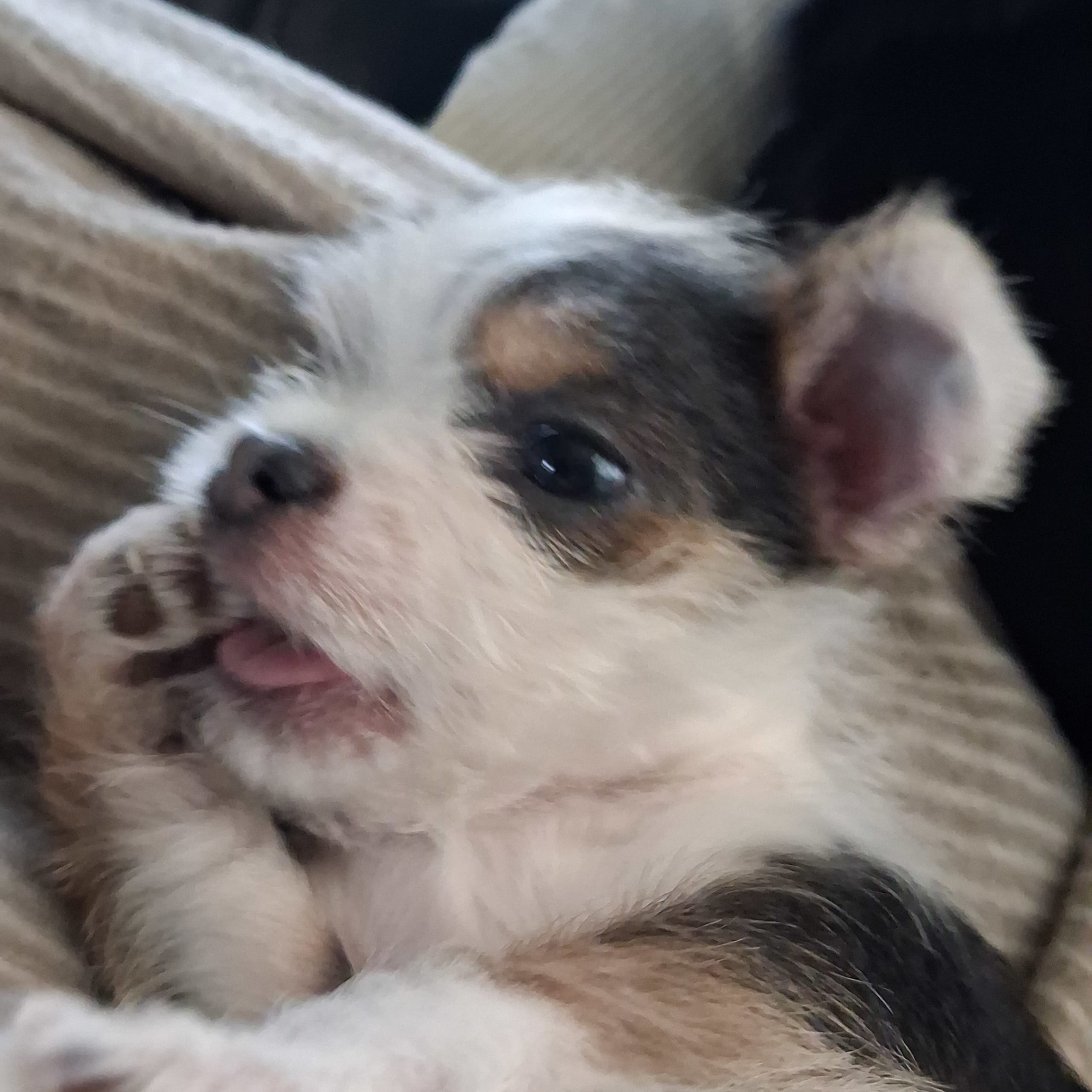 Yorkie malteser shi tzu og chih blanding