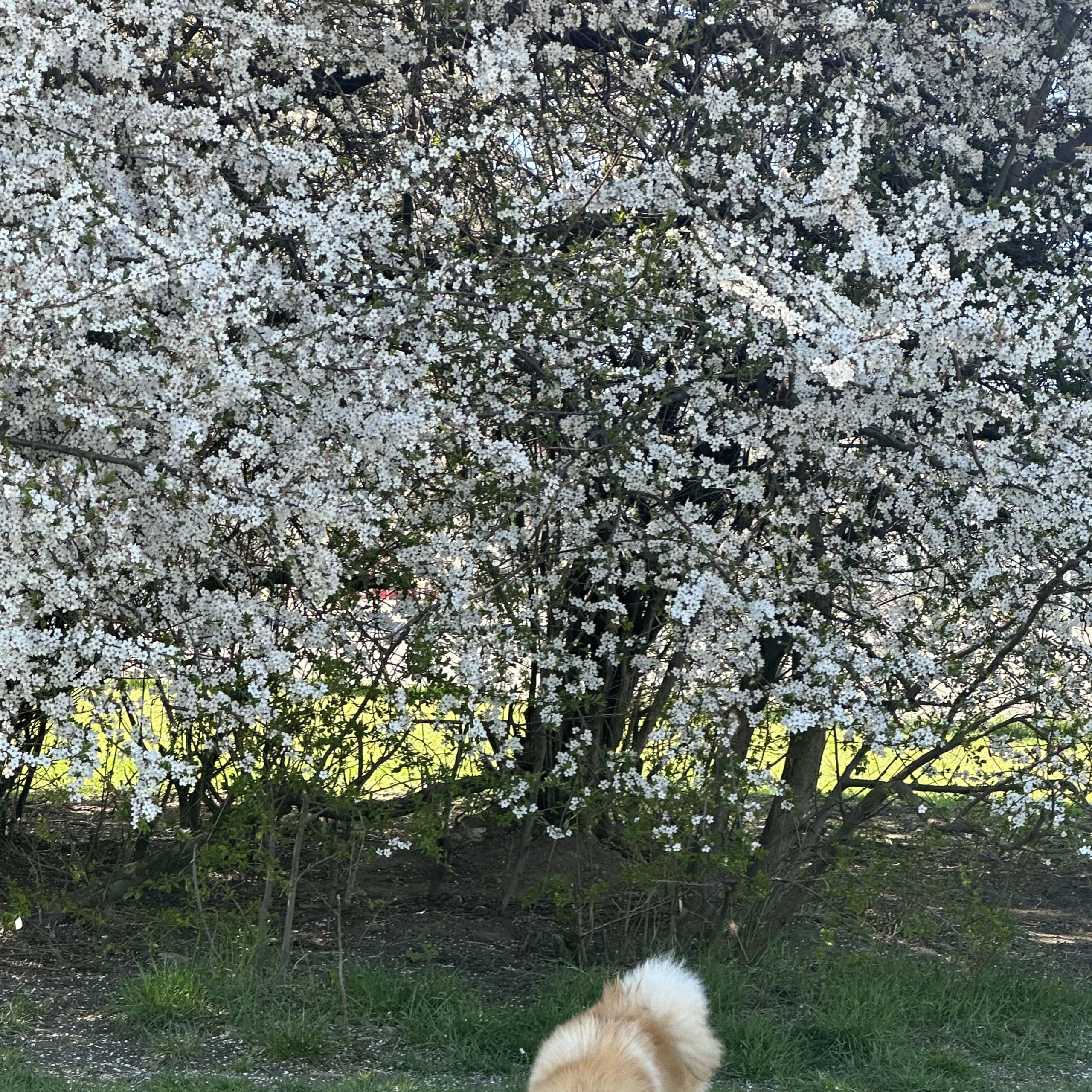 Pomeranian