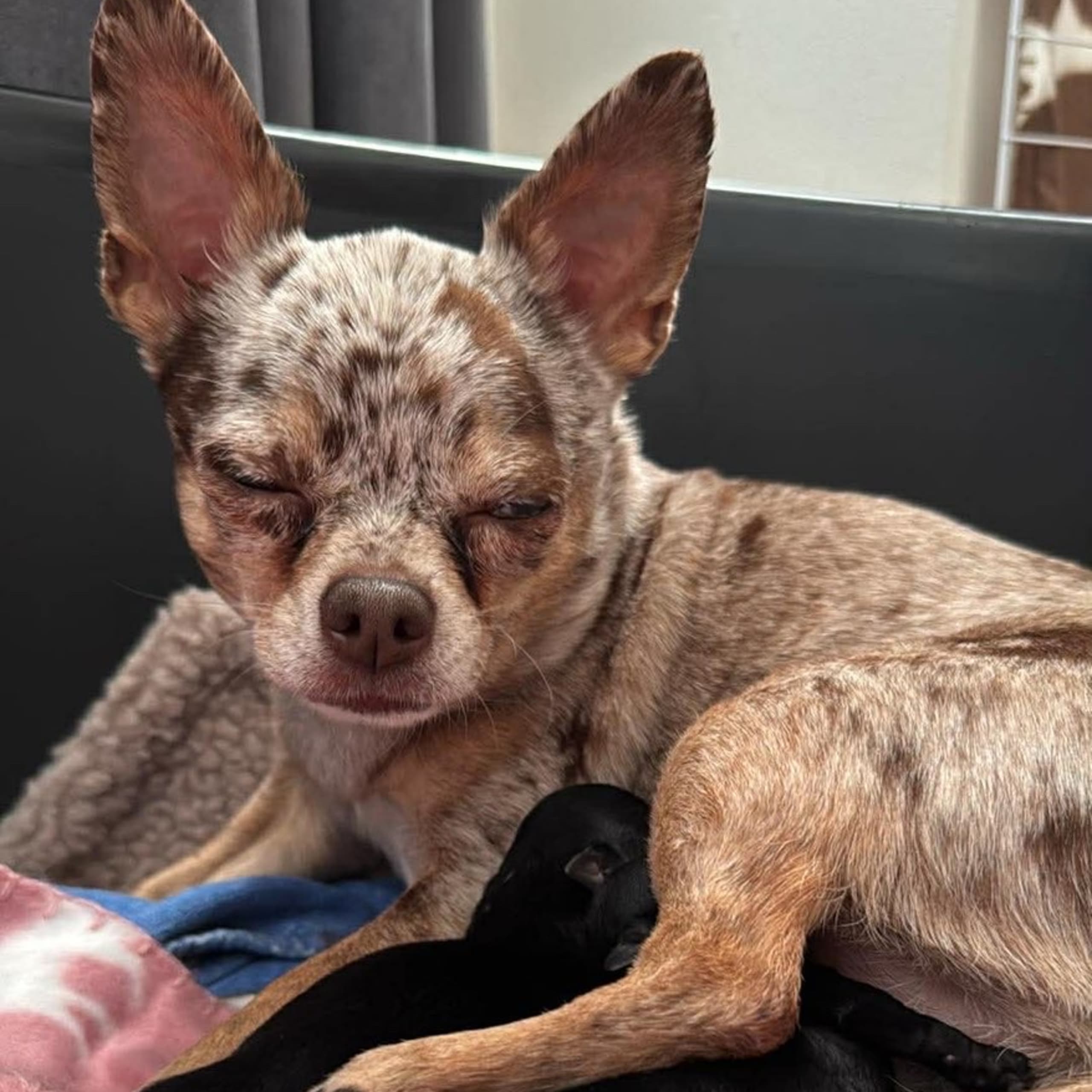 Chihuahua