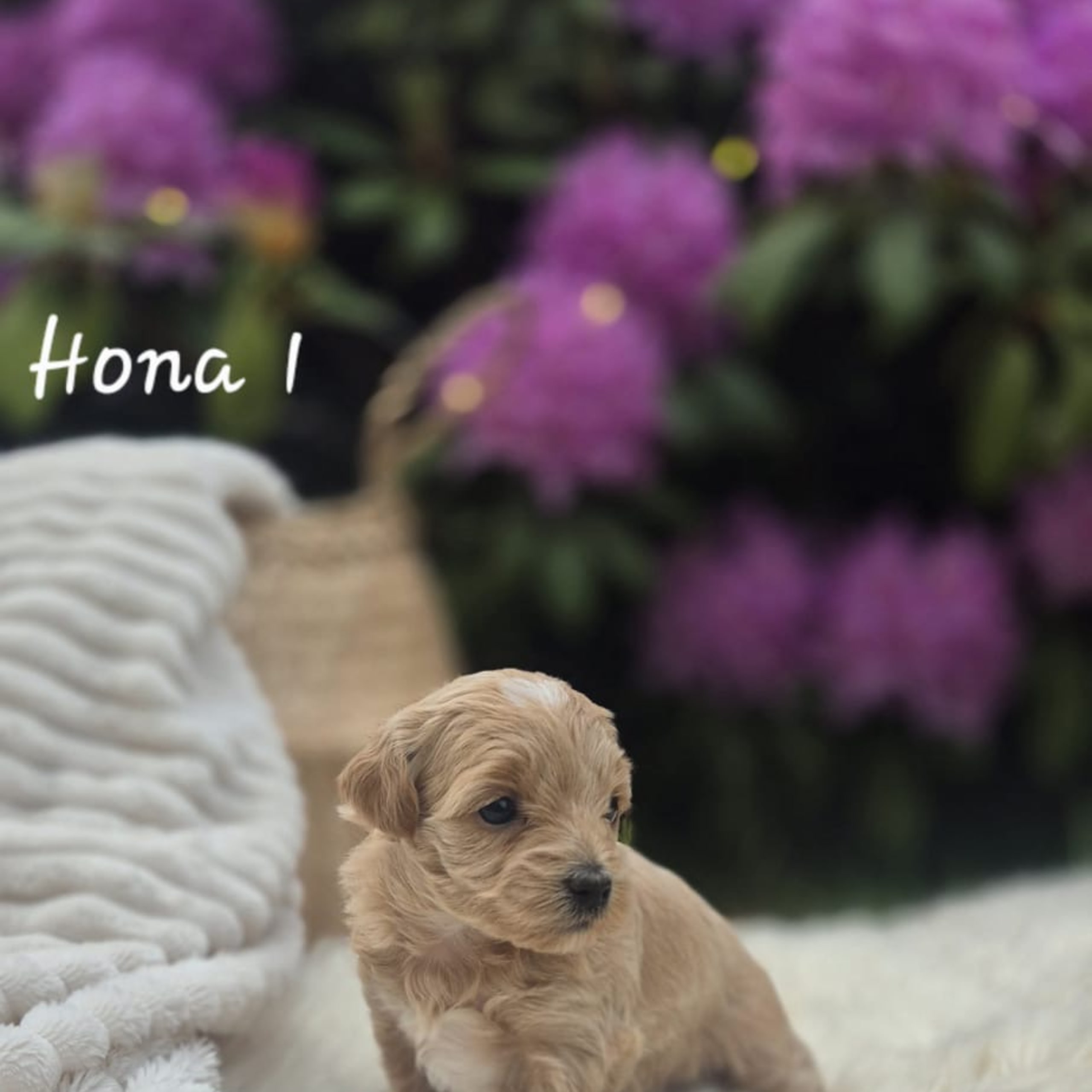 Maltipoo
