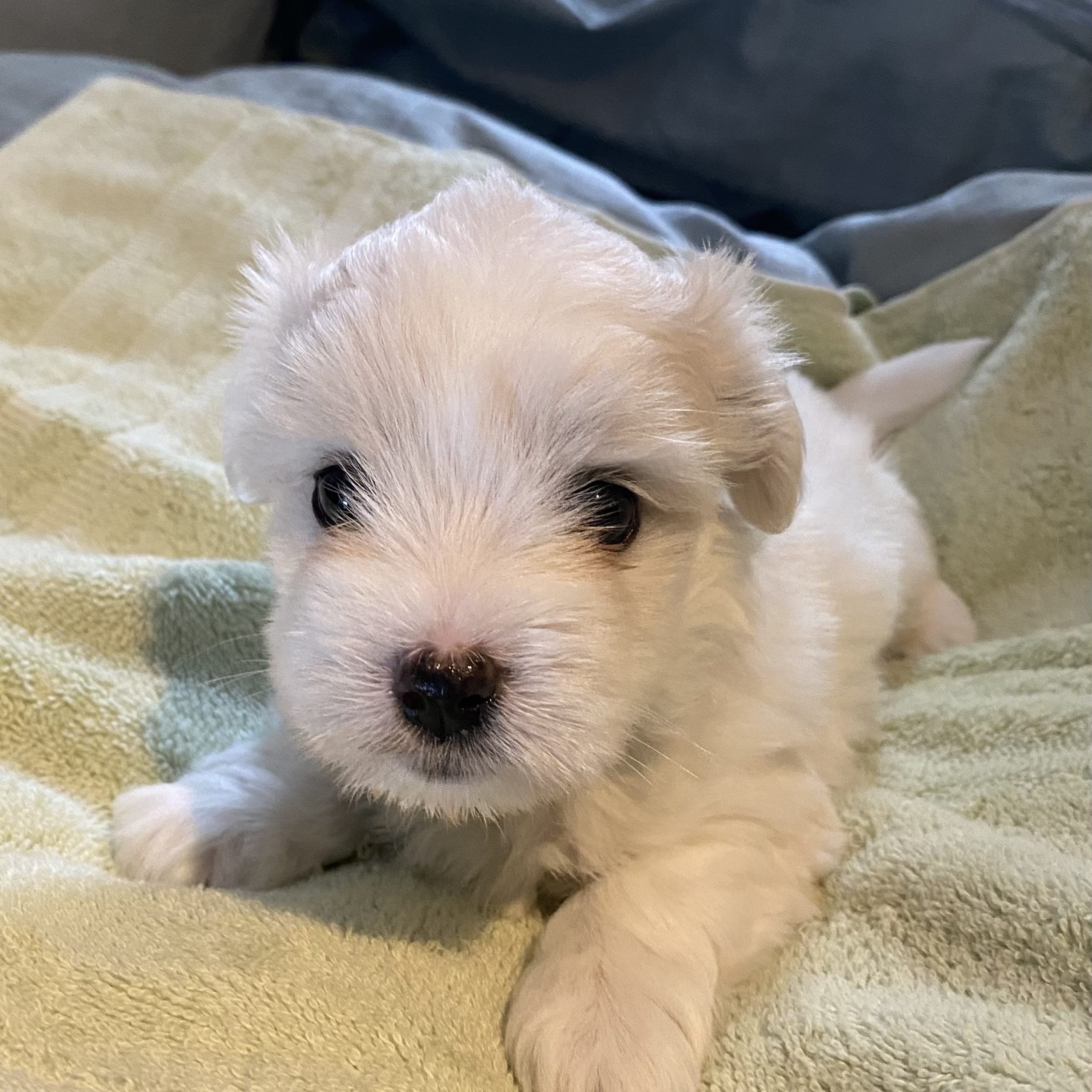 Kennel Showsilk