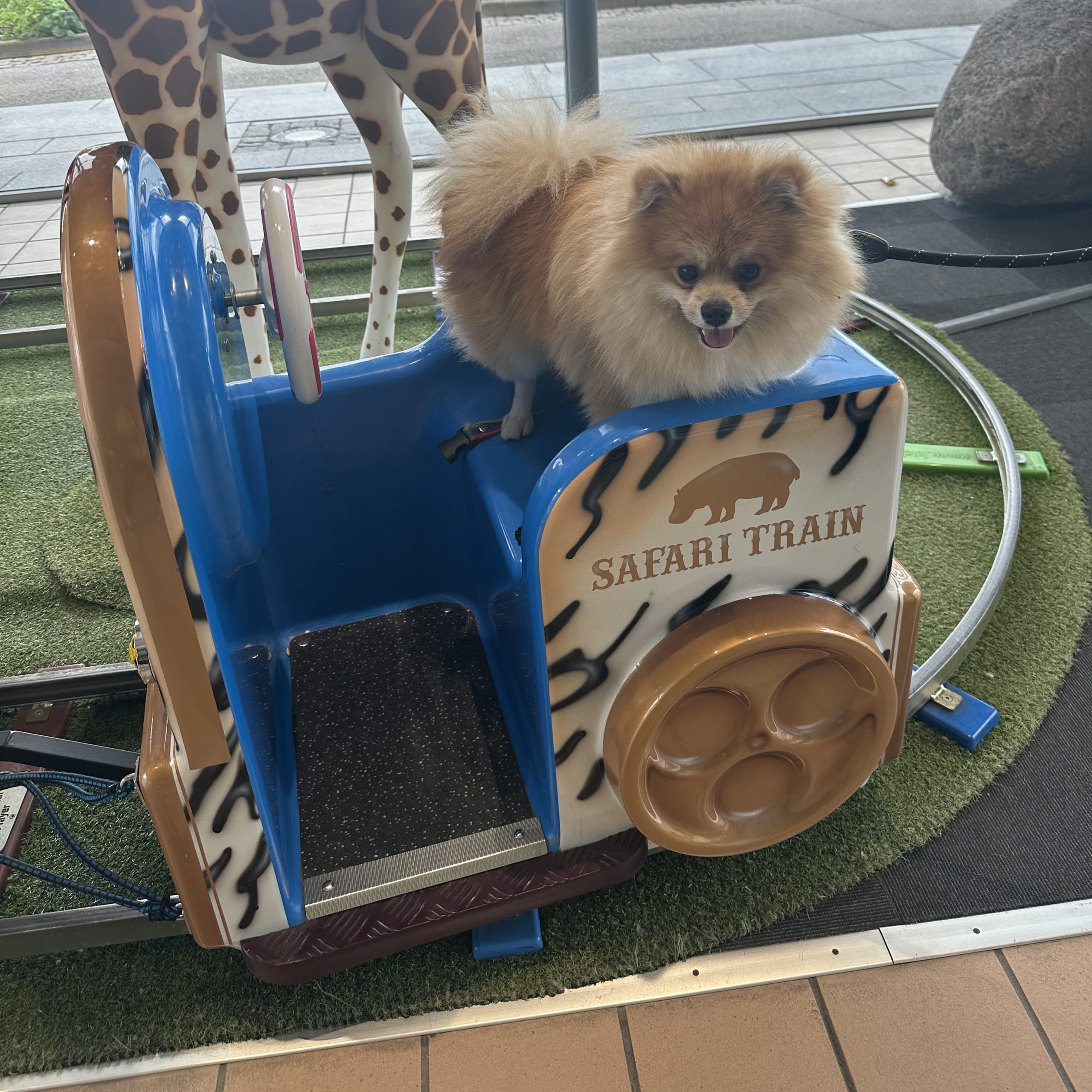 Pomeranian