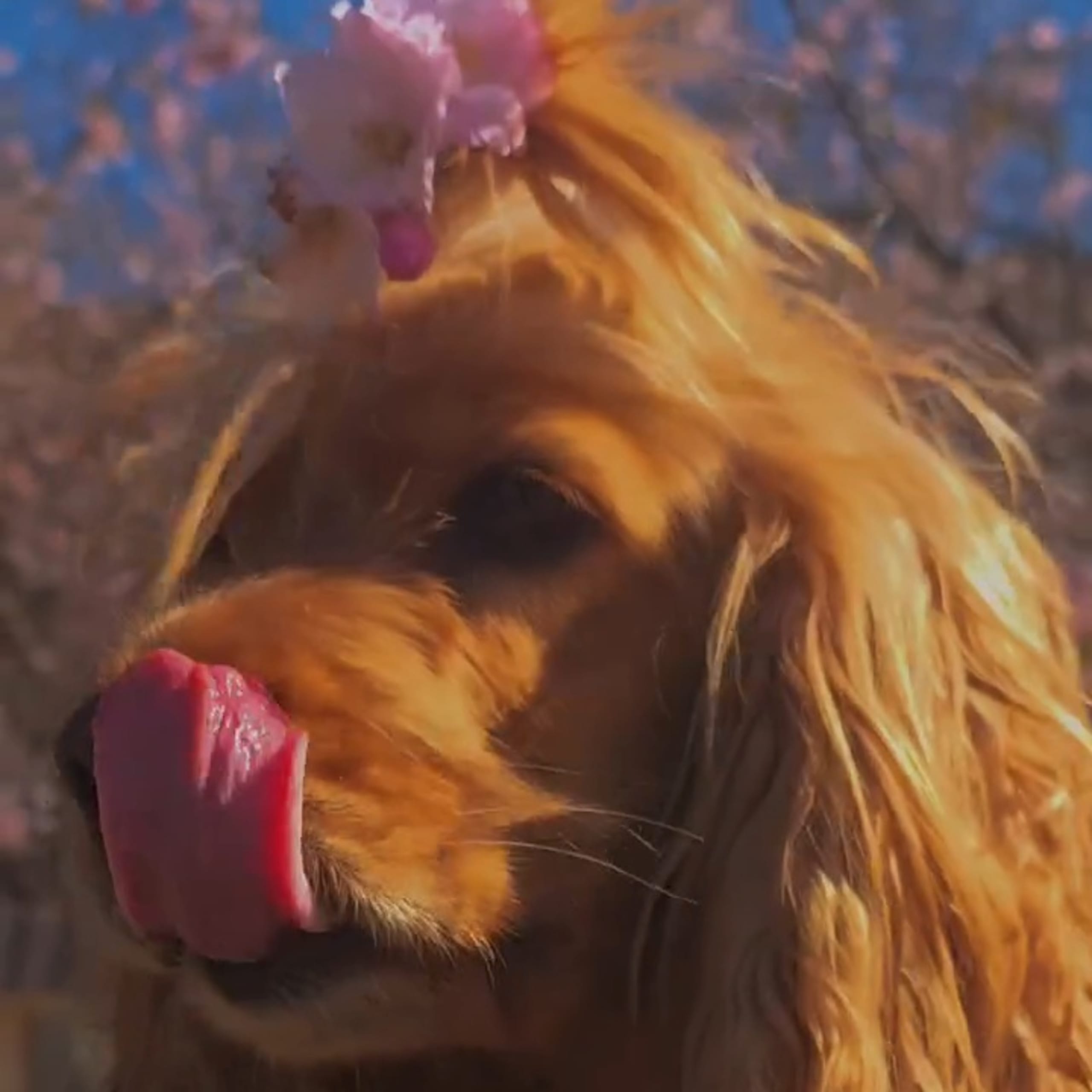 Cocker spaniel