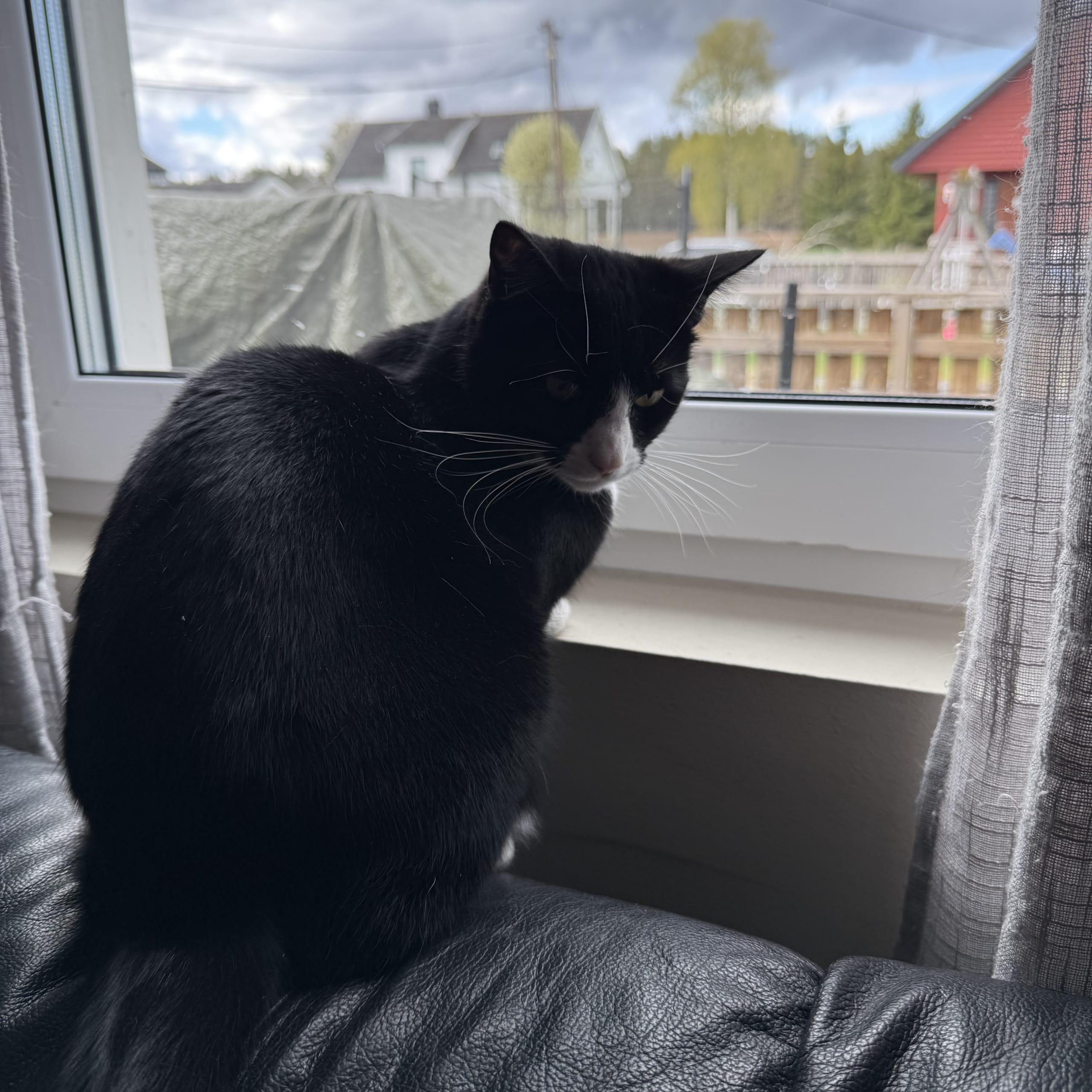 House cat