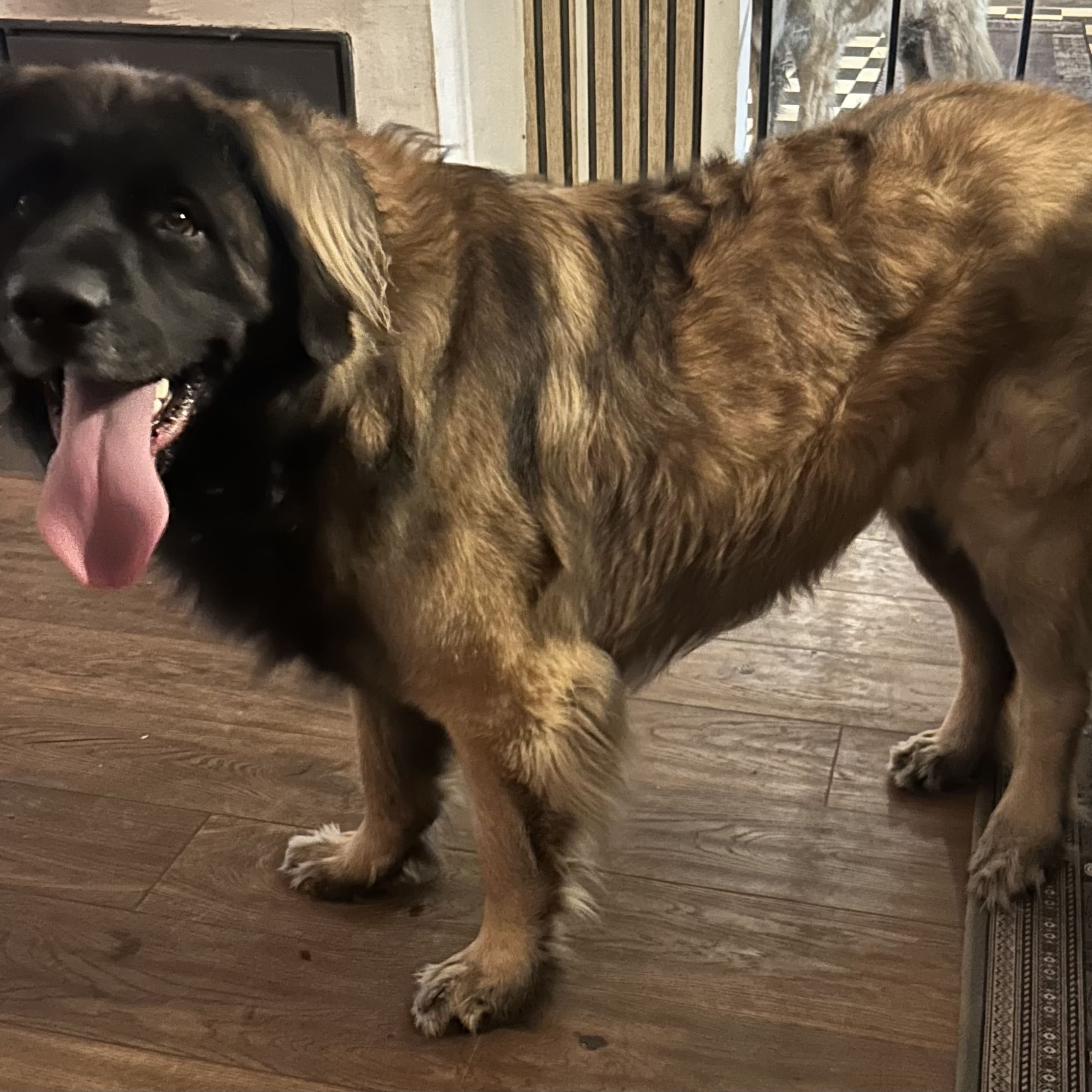 Leonberger