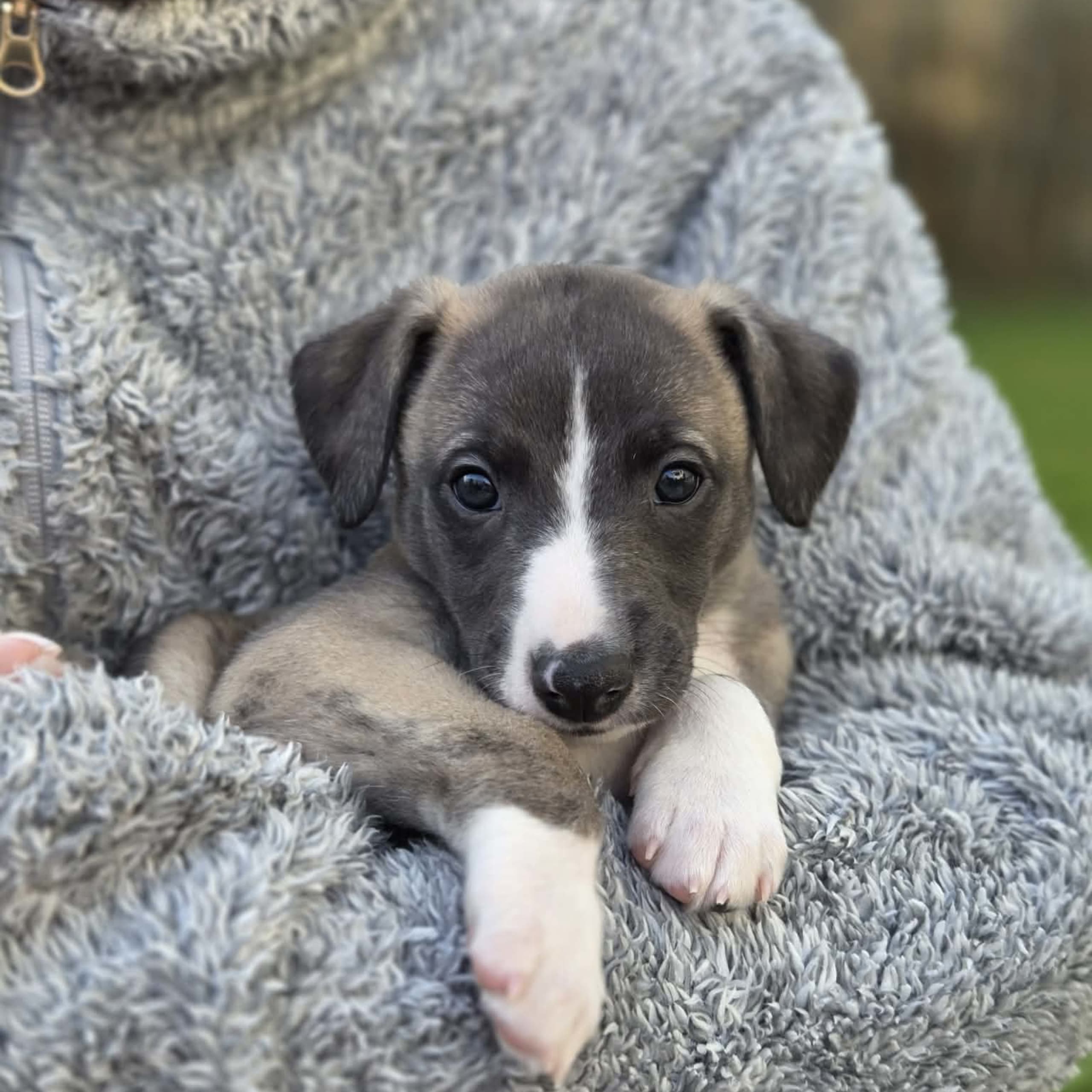 Whippet