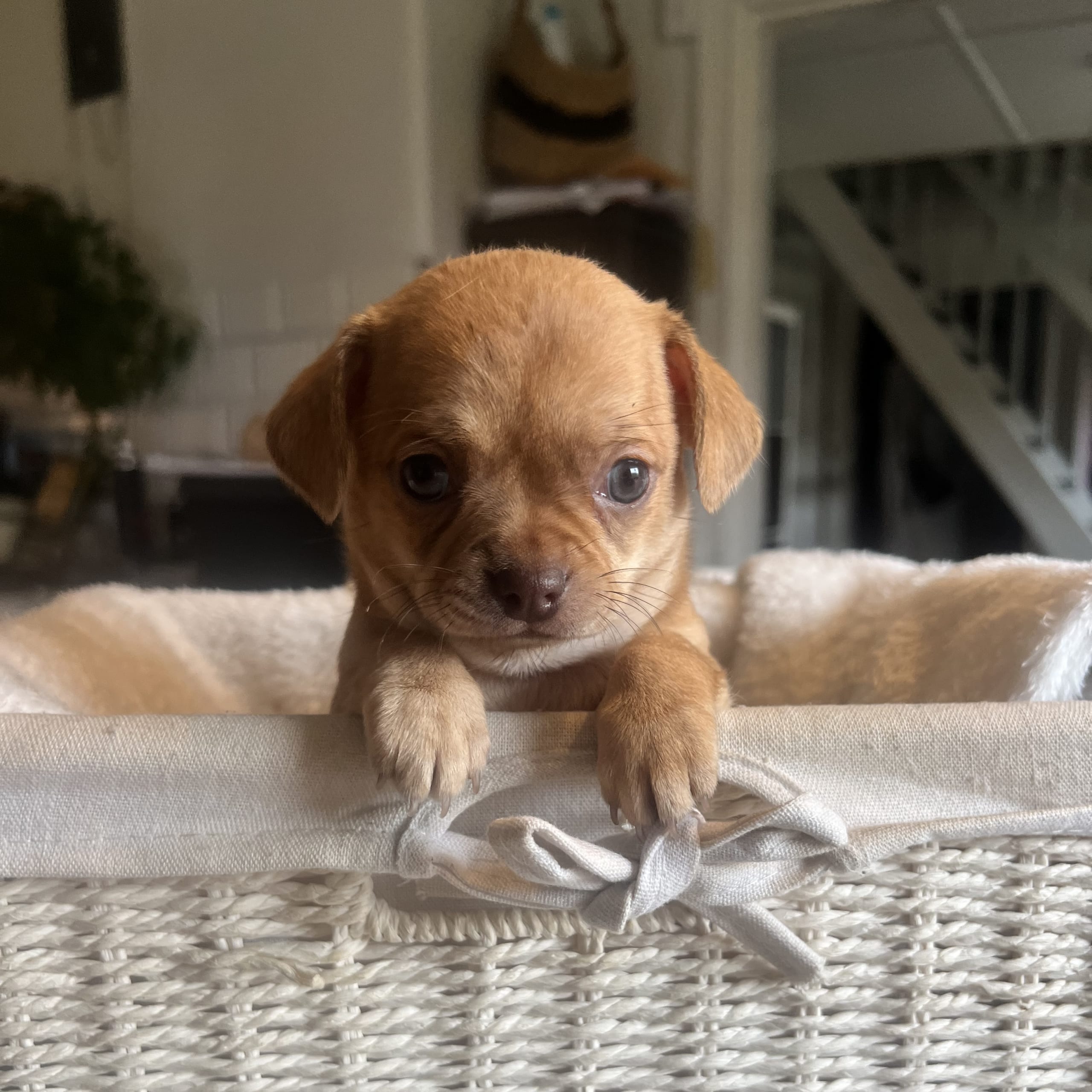 Chihuahua/Fransk bulldog