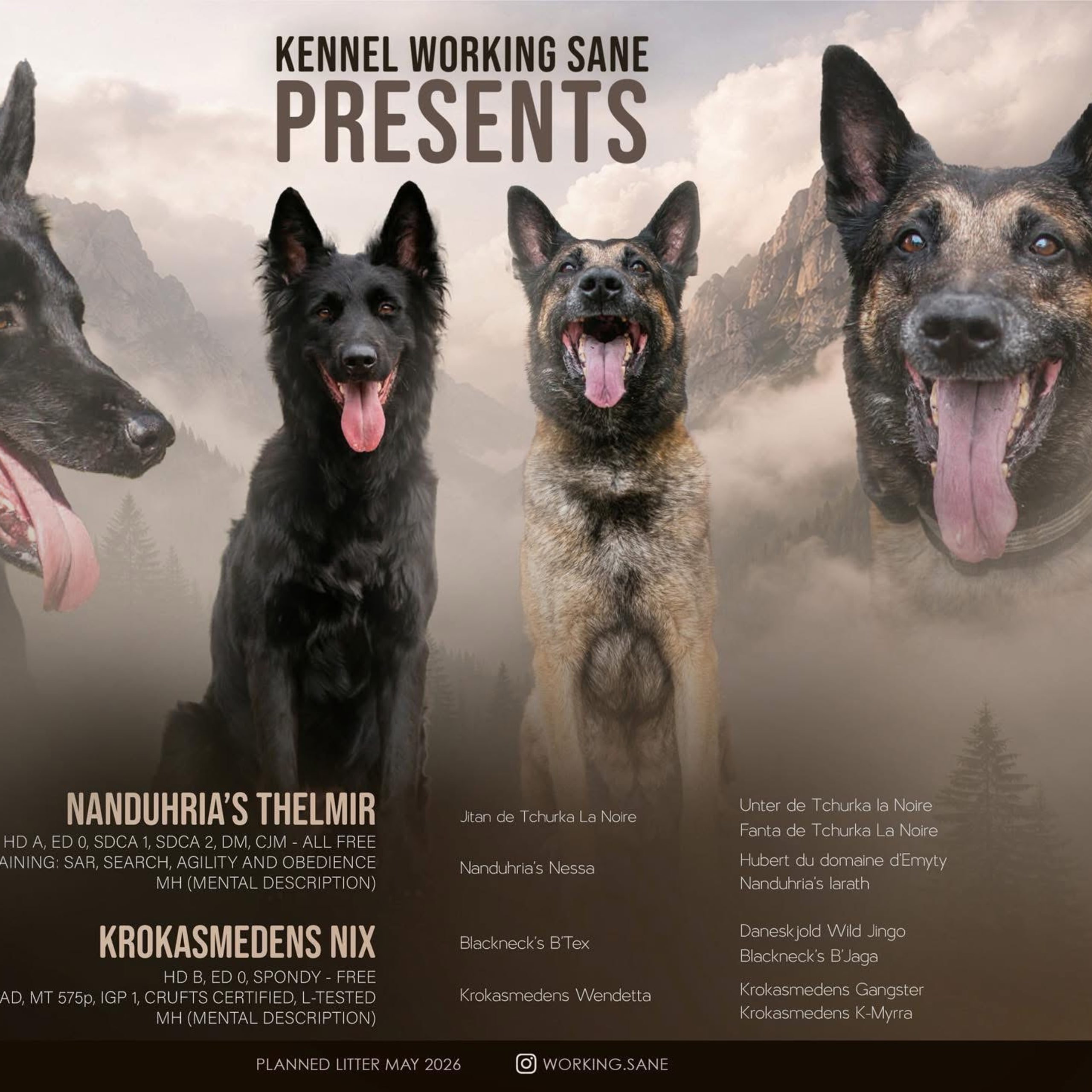 Belgian Shepherd Groenendael