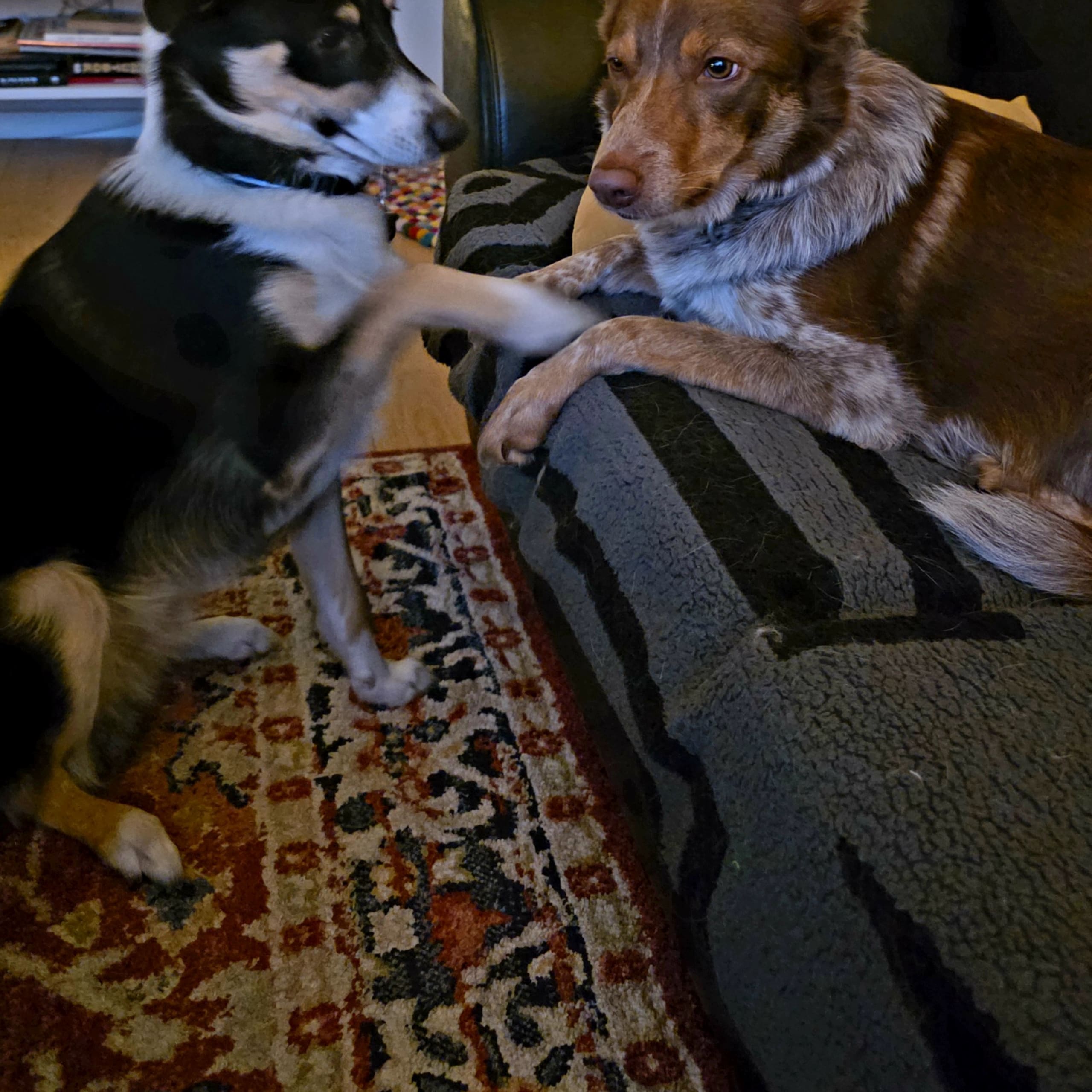 Border collie og shettland sheepdog miks