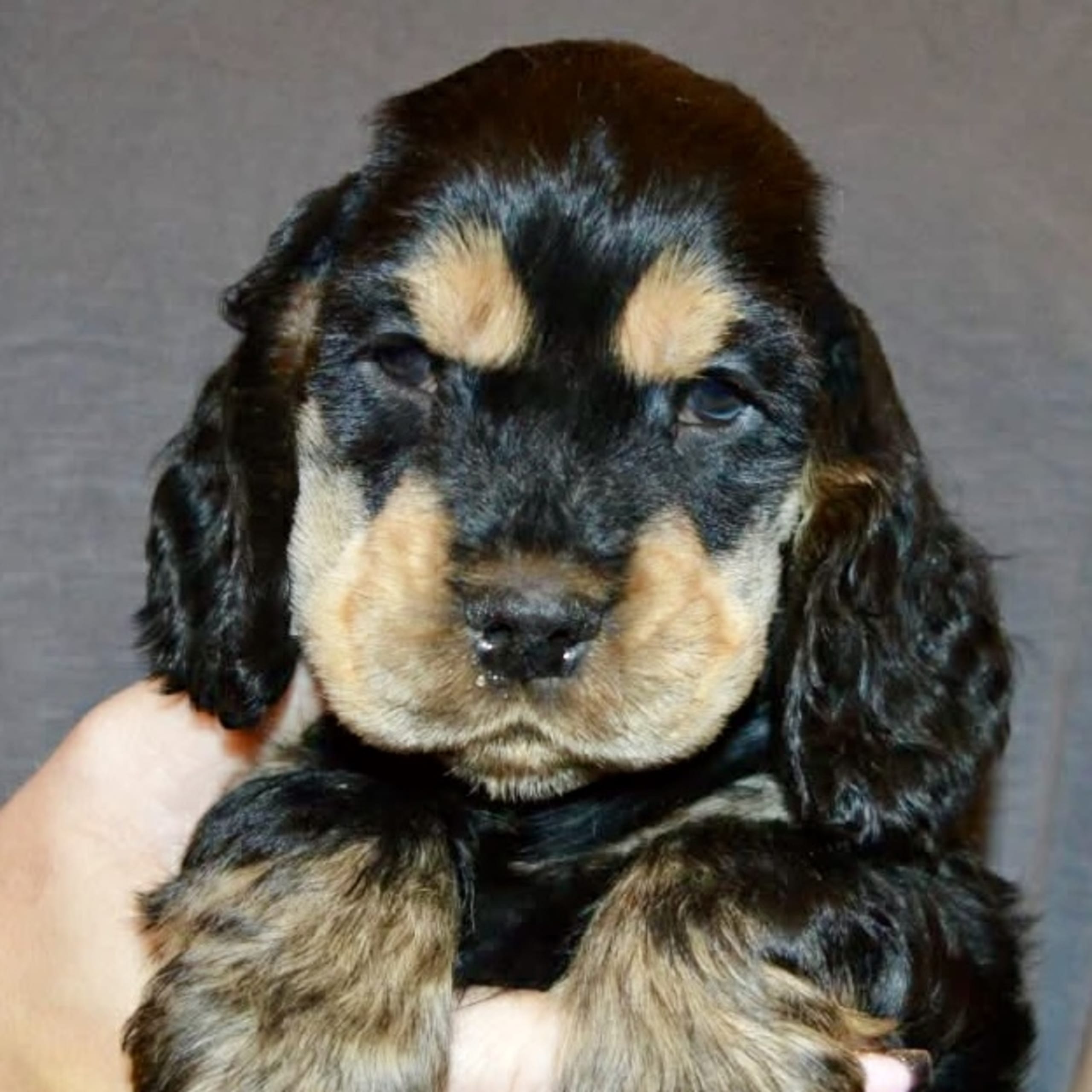 Cocker spaniel