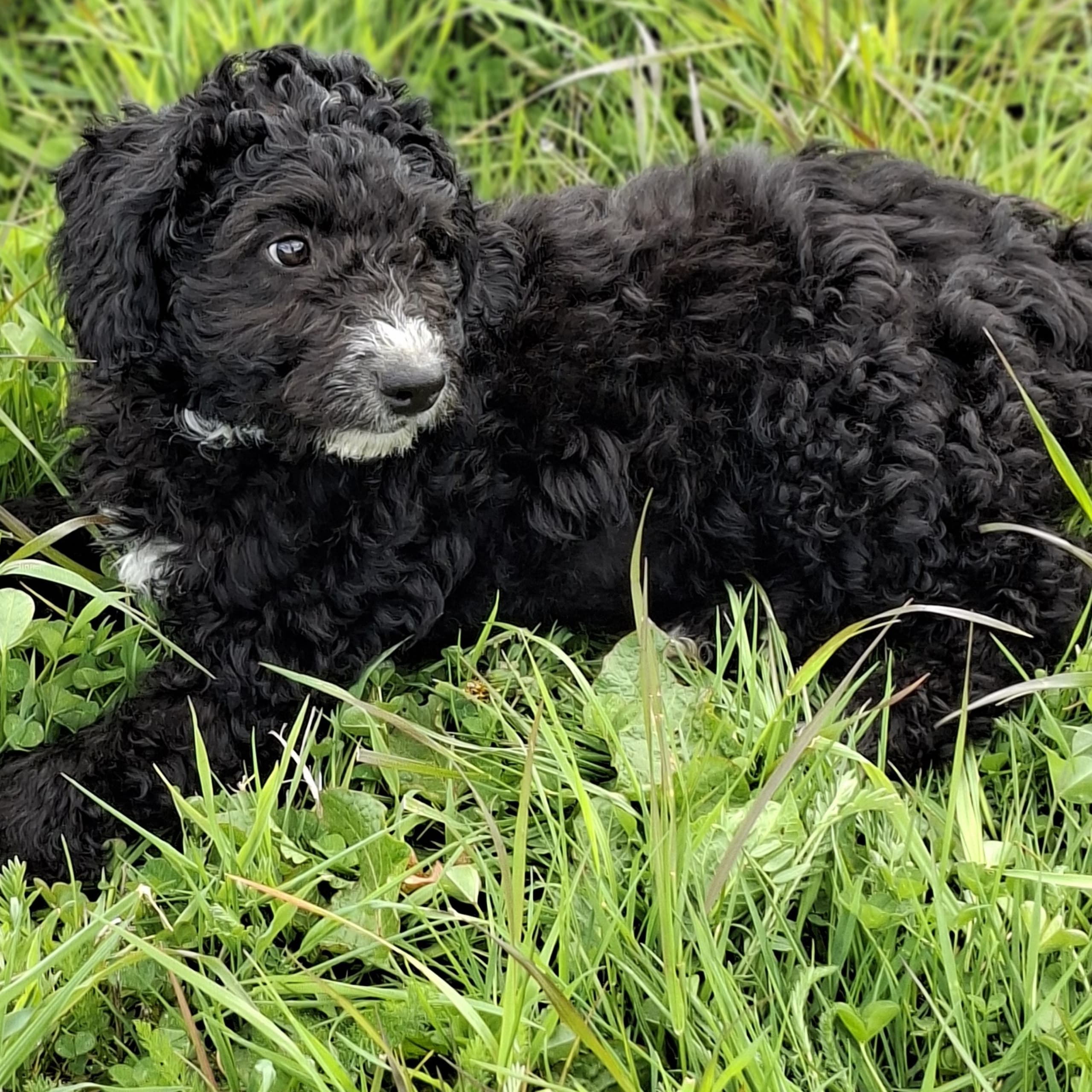 Bernedoodle
