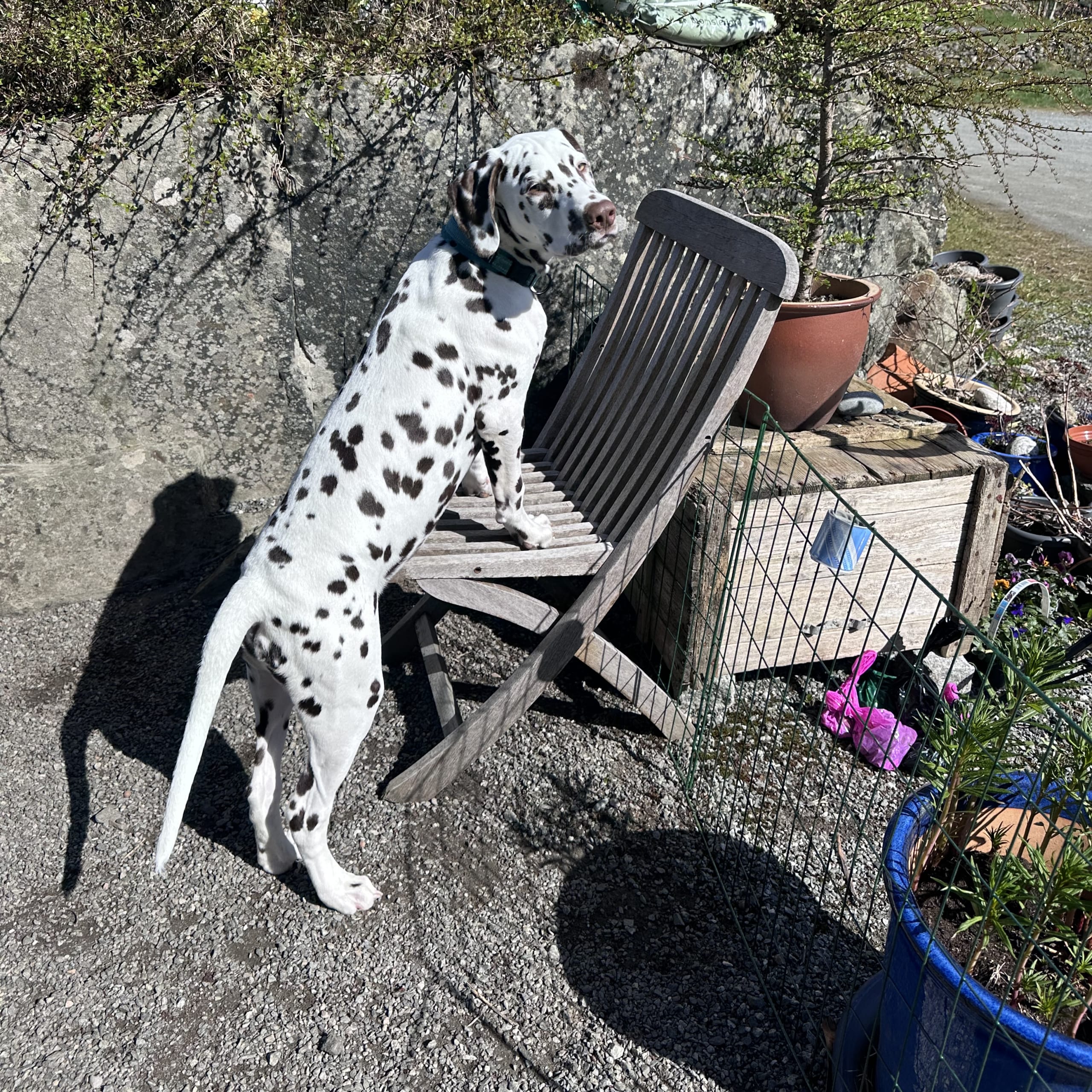 Kennel Shospot