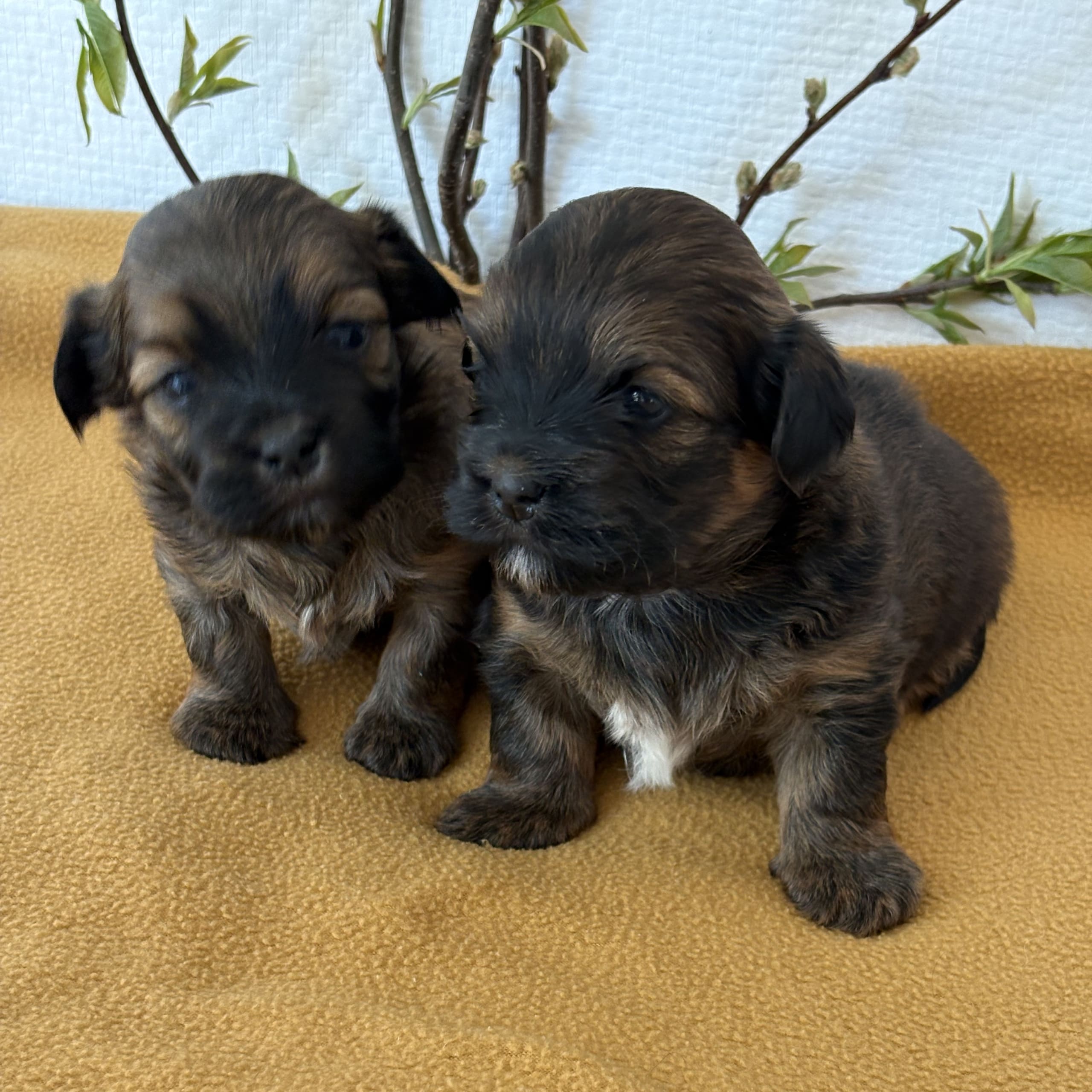 Berrys Kennel & Beko