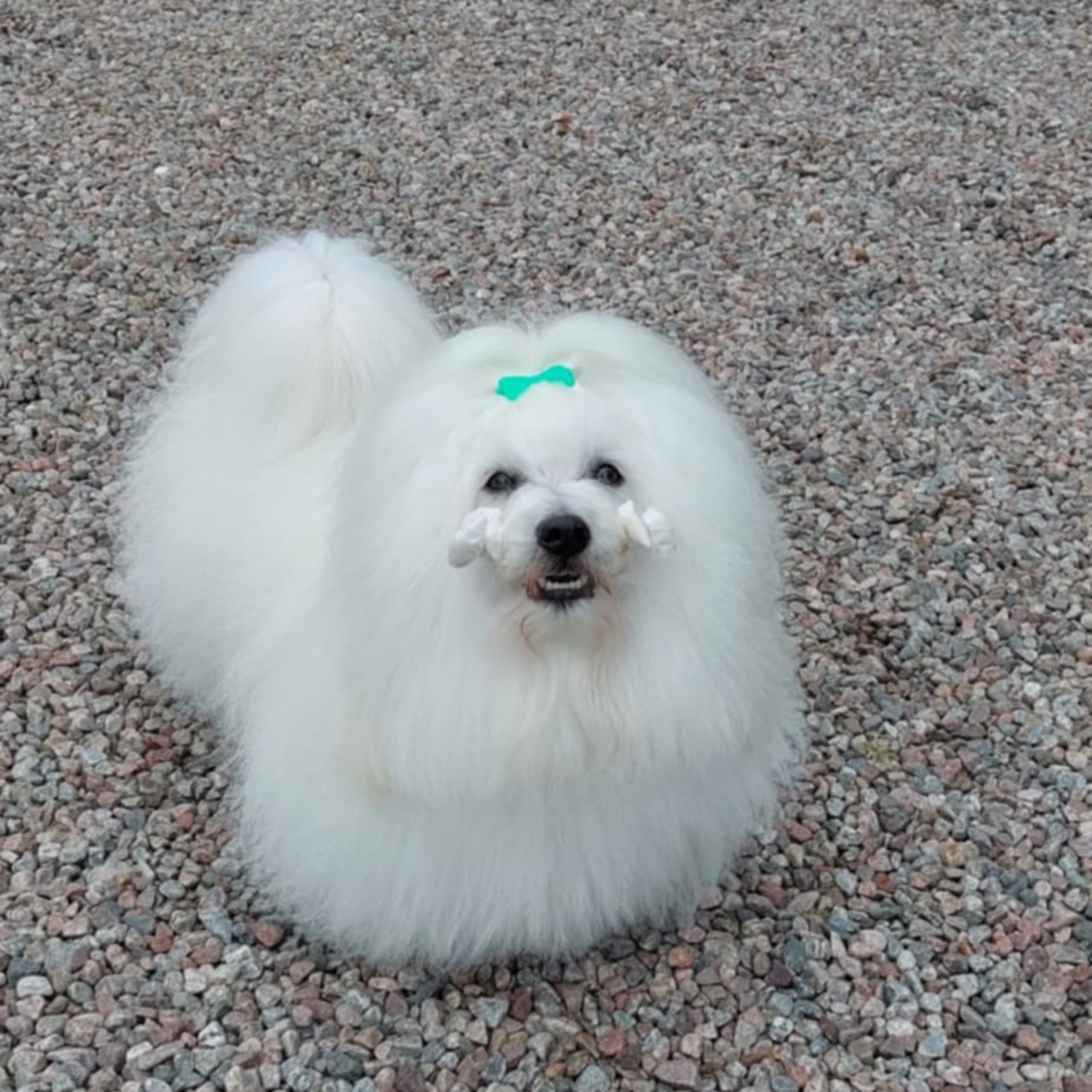 Kennel Showsilk