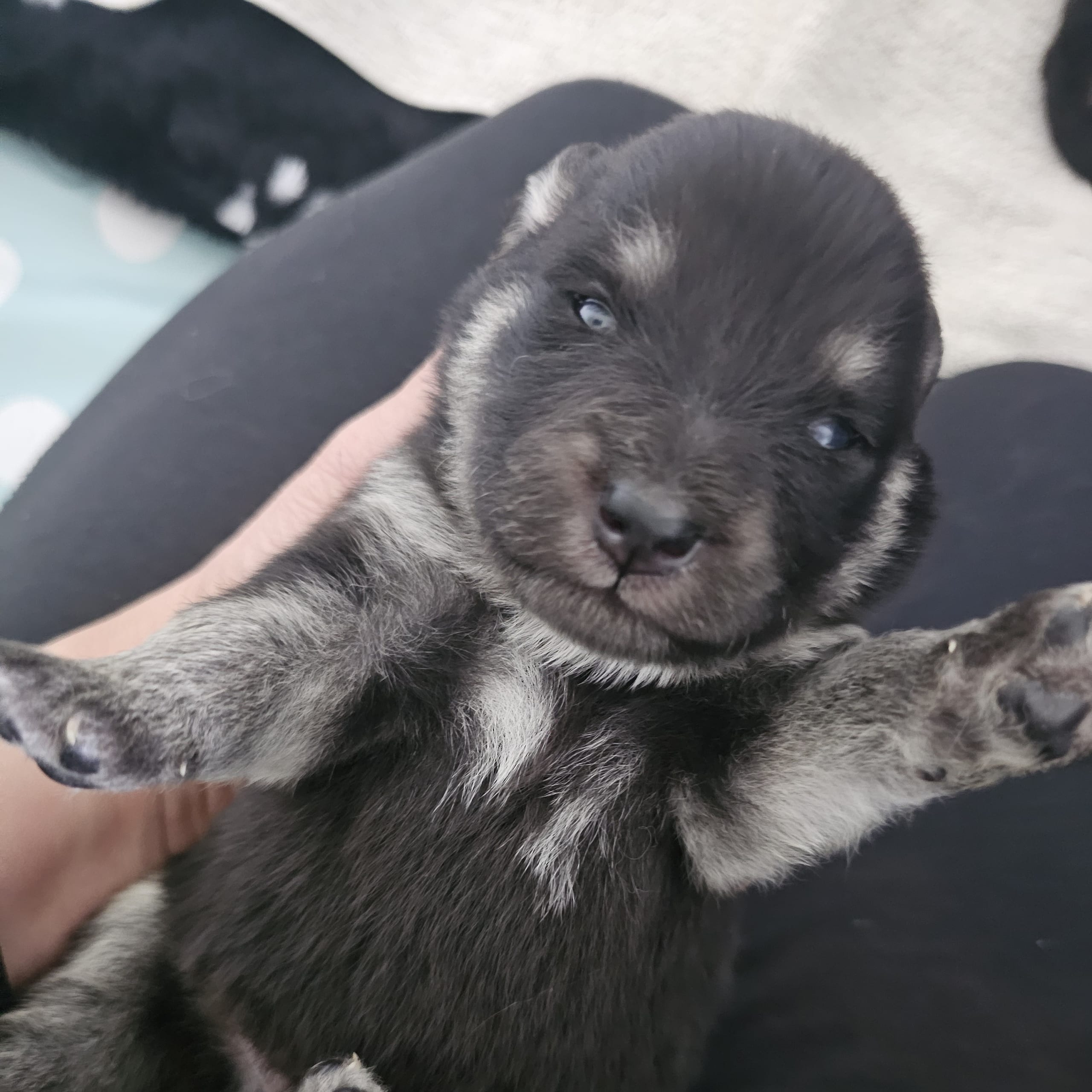 Finsk lapphund - Angel´s Share