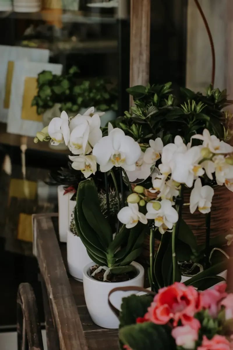Orchidée Blanche Élégance