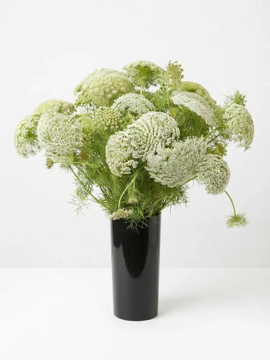 Ombellifères Blanches en Vase Noir