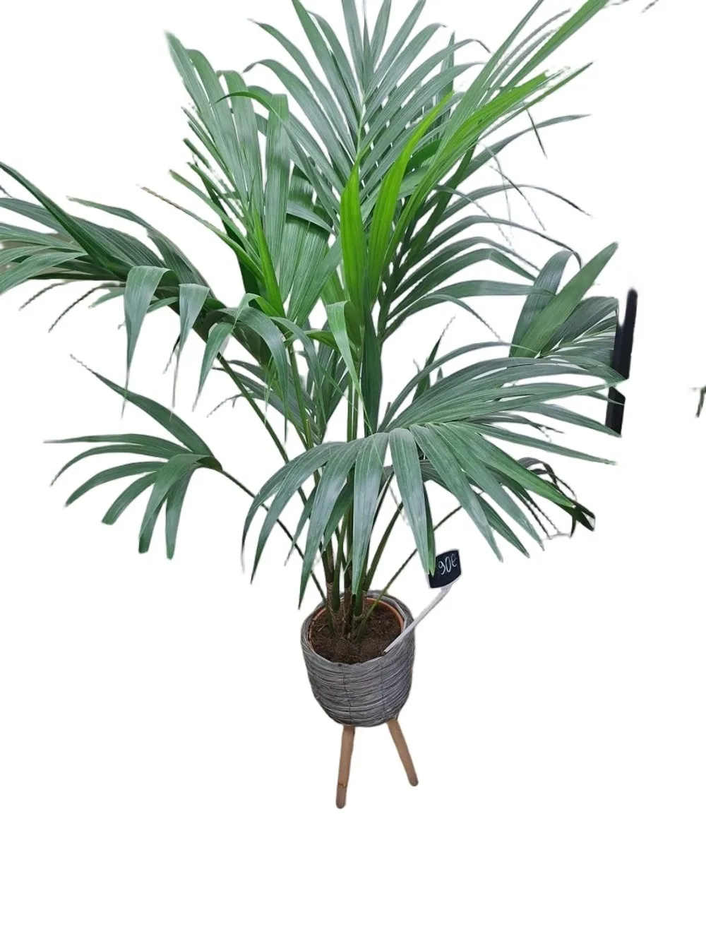 Plante verte décorative
