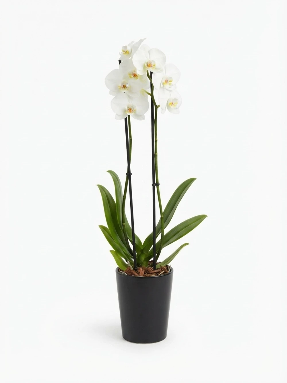 Orchidée blanche