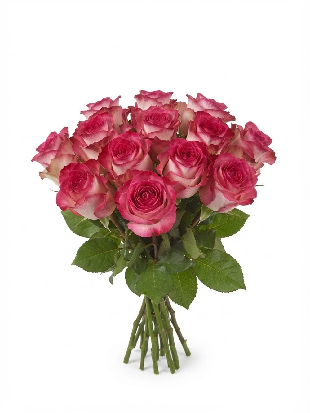 Rosiers Rouges