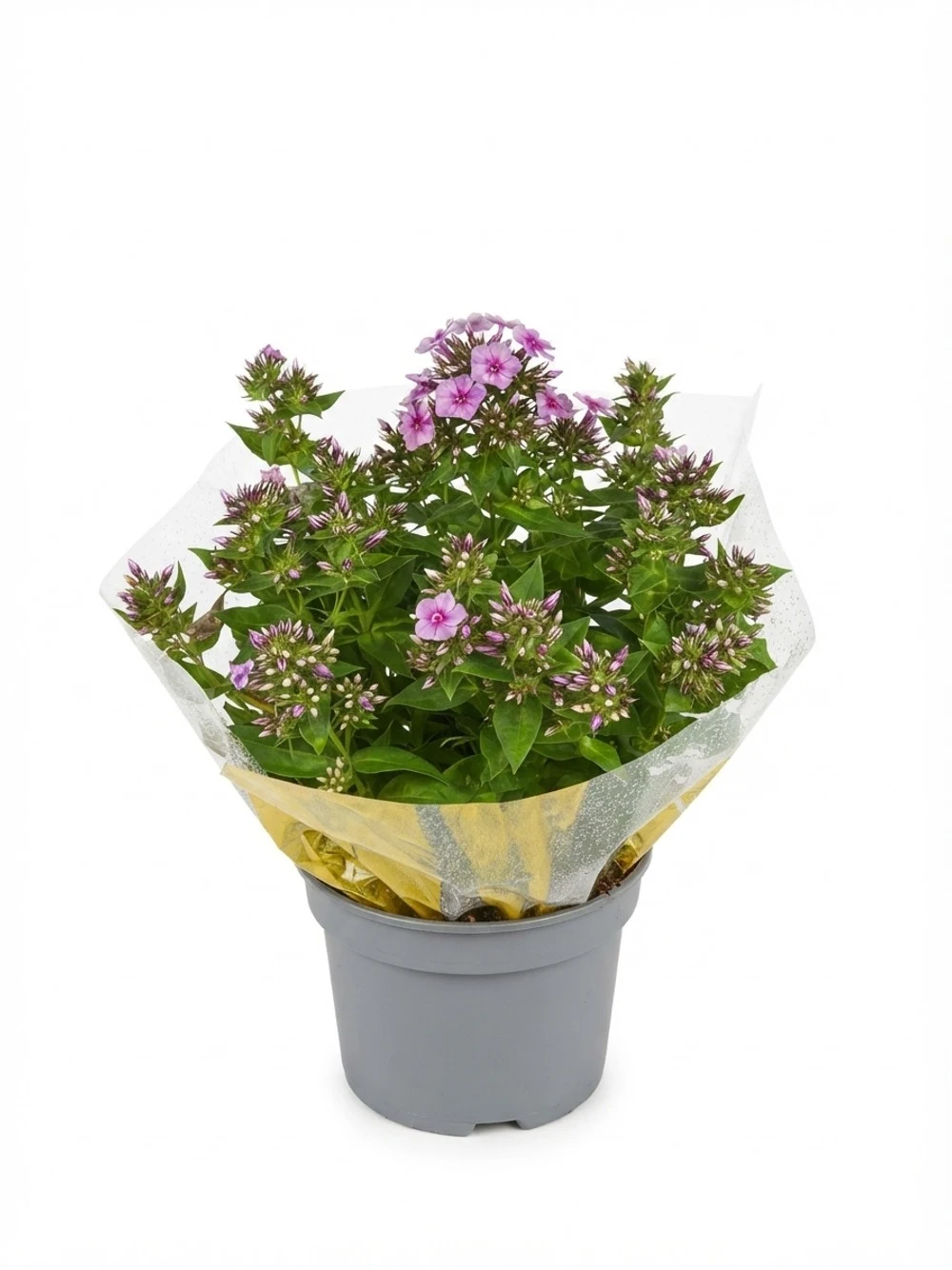 Bouquet de fleurs colorées