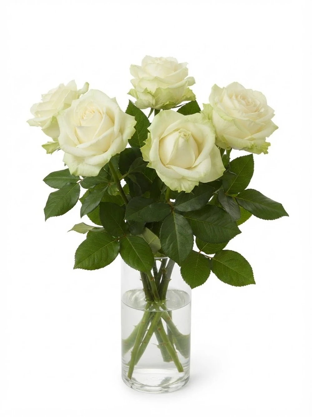 Roses blanches