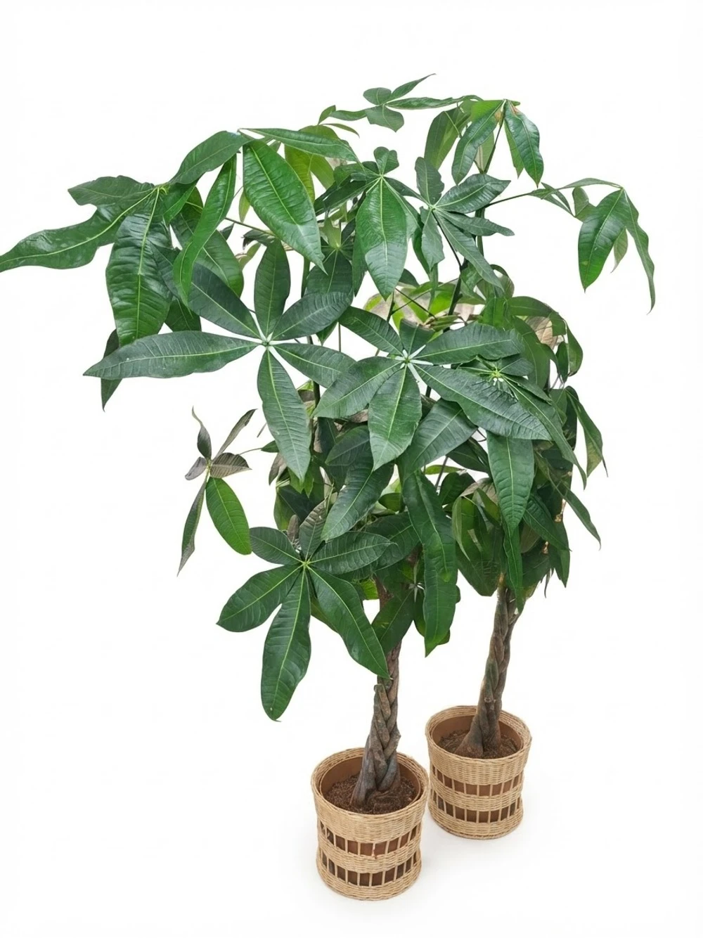 Pachira plante d'intérieur