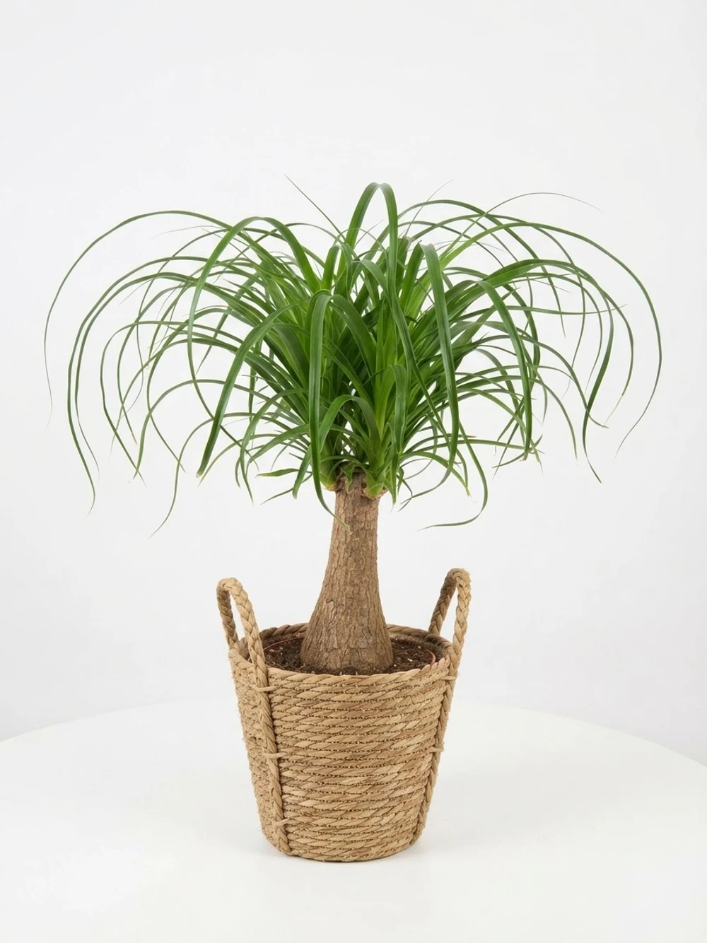 Plante d'intérieur en pot tressé