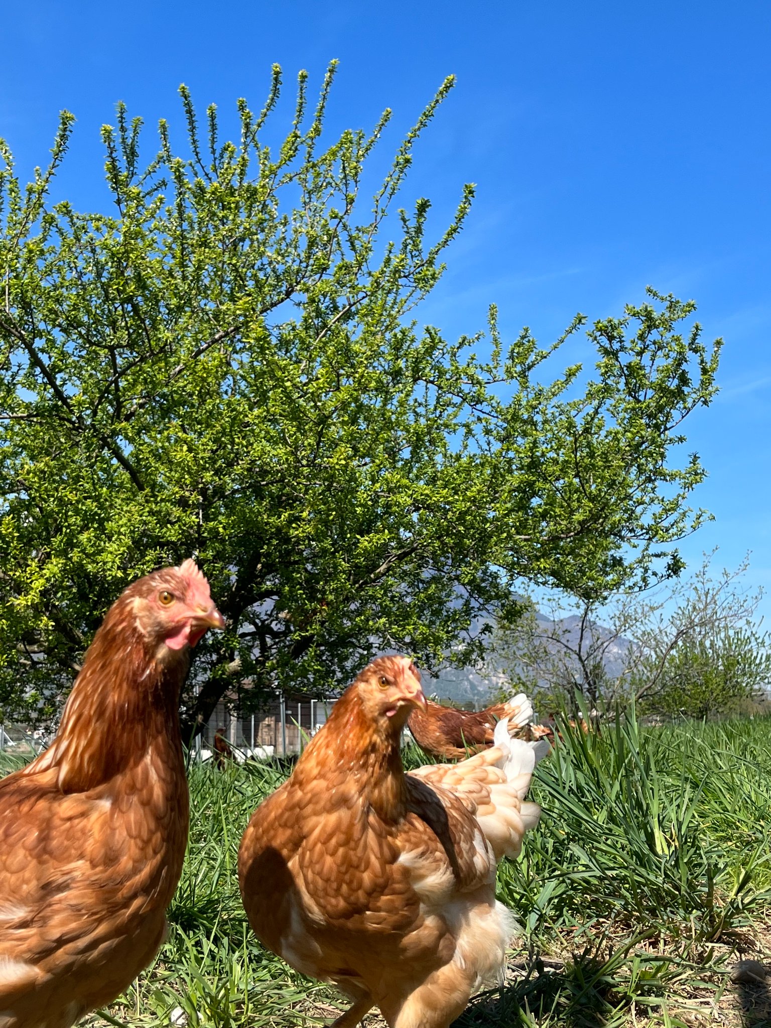 La Ferme des trois Epis