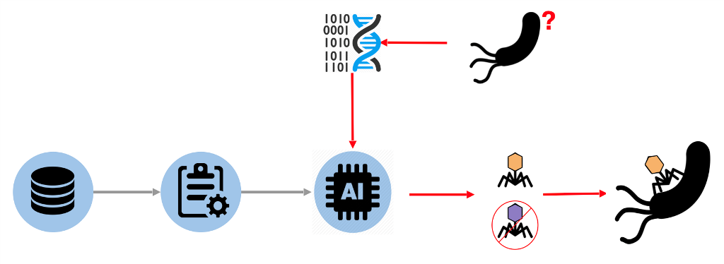 image de INPHINITY: Predicting phage-bacteria interaction based on genomic data