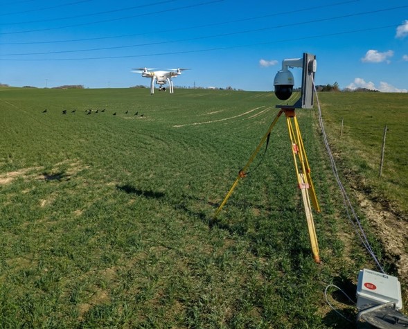 image de Drones et IA au service des agriculteurs contre les corneilles 