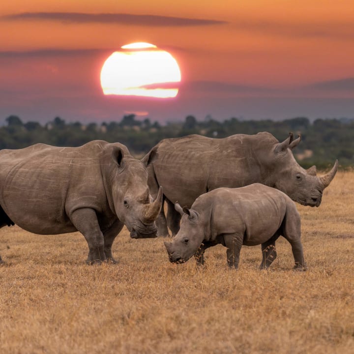 image de LoRhino: Système IoT pour le suivi des rhinocéros en Afrique du Sud