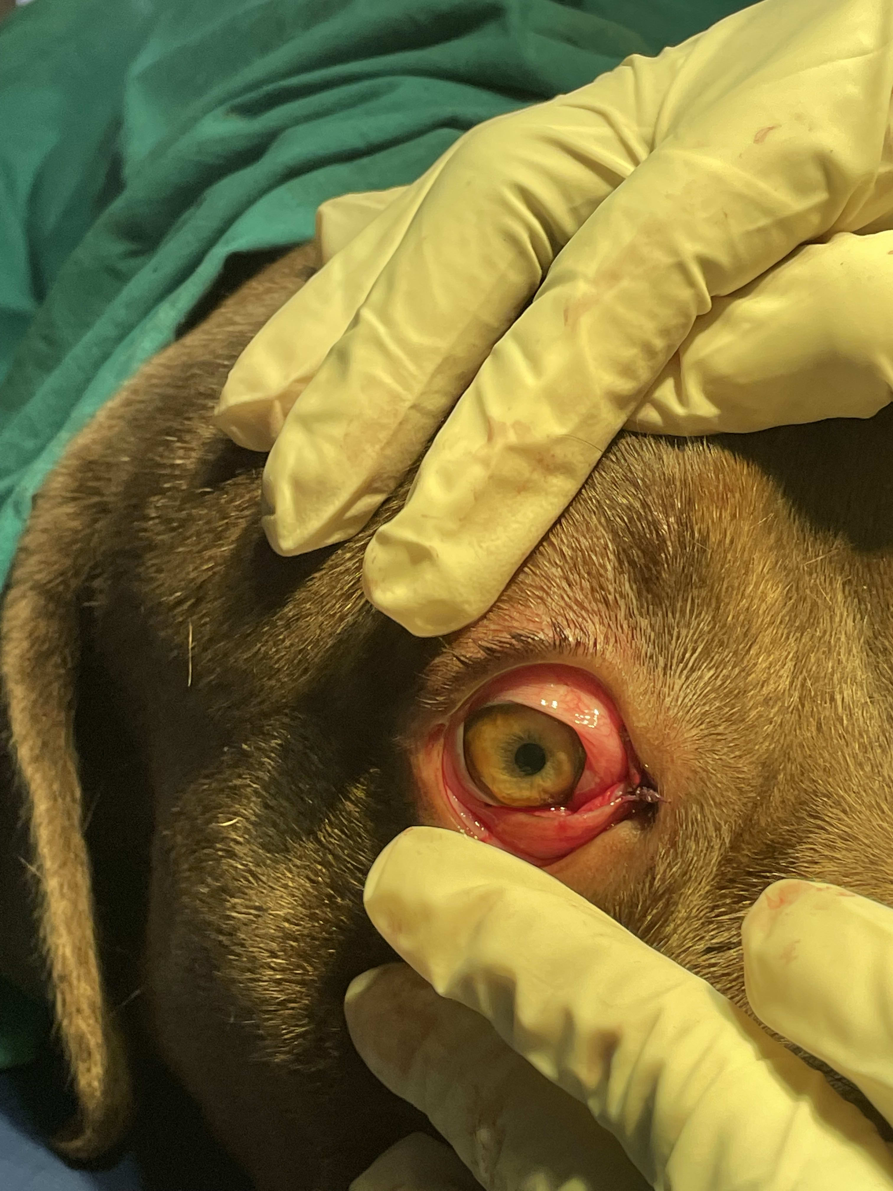 Veterinary Services in Africa