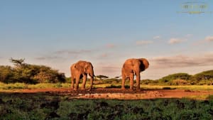 Amboseli National Park