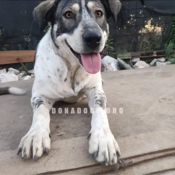 dog pic