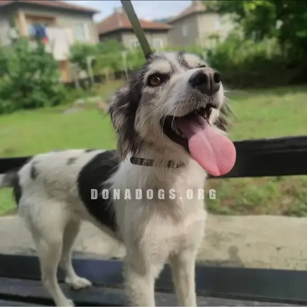 dog pic