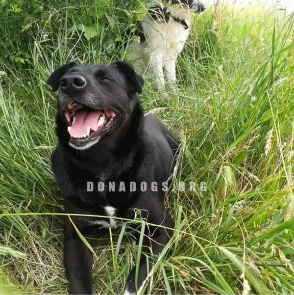 dog pic