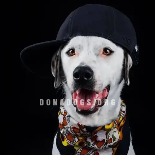 dog pic