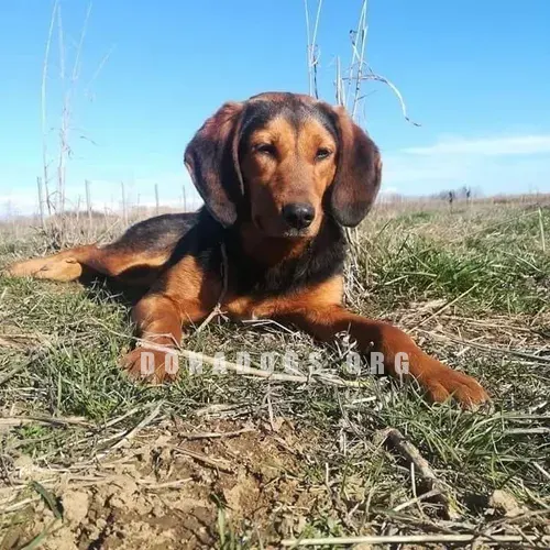 dog pic