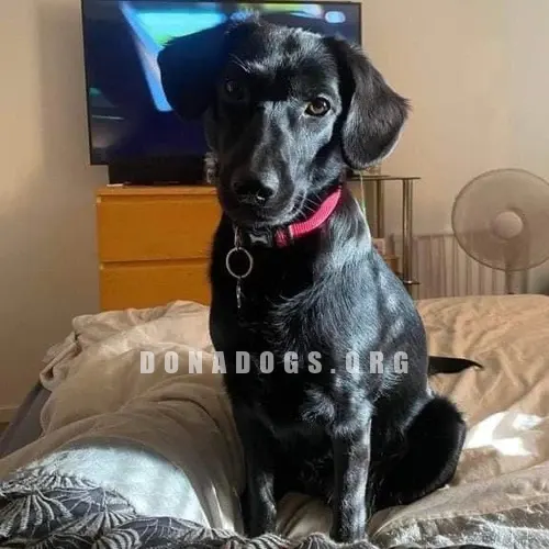dog pic