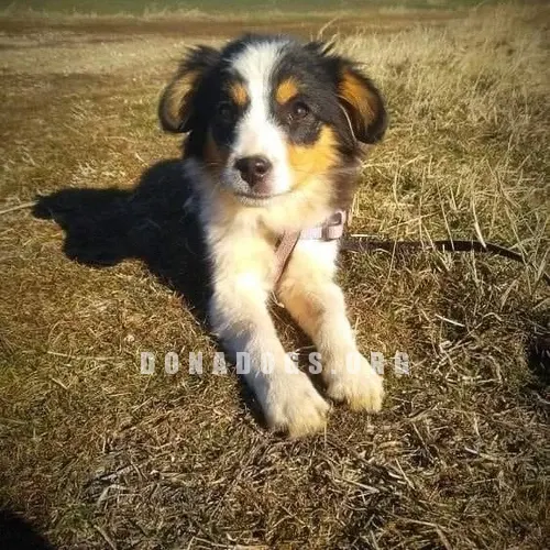 dog pic