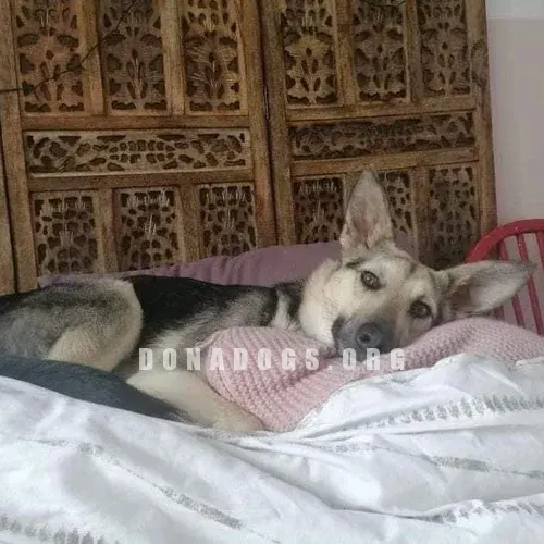 dog pic