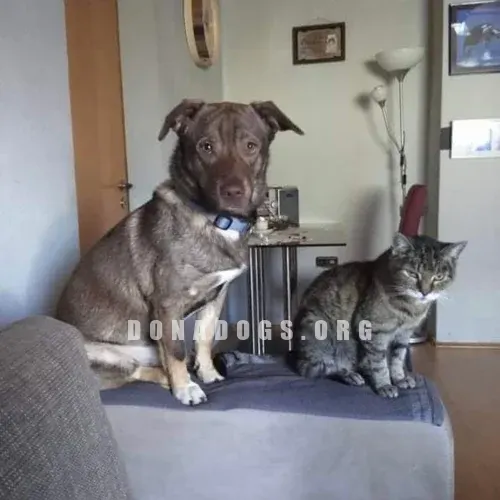 dog pic