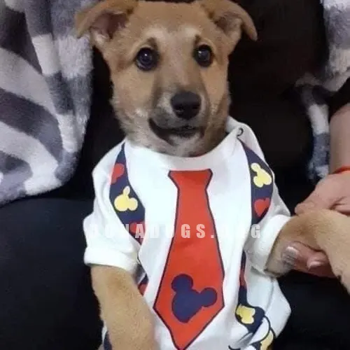 dog pic
