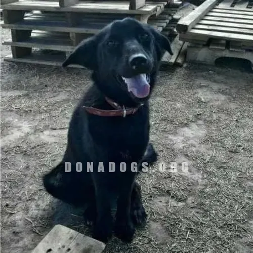dog pic