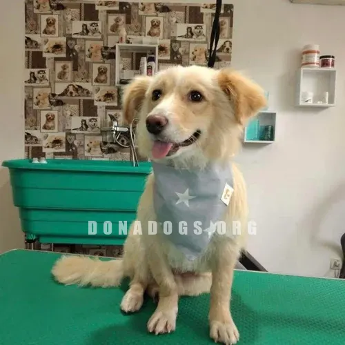 dog pic