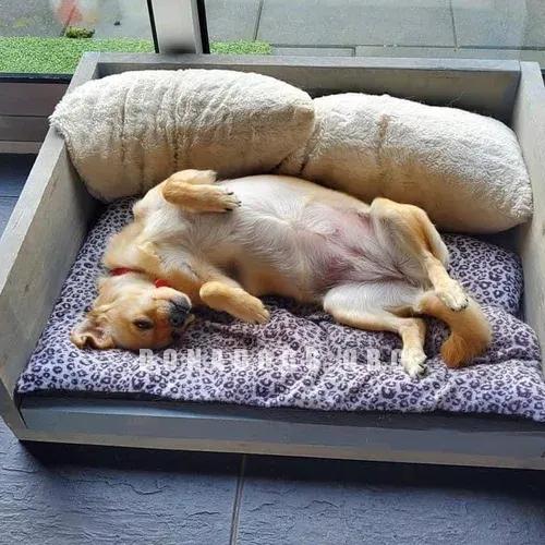dog pic