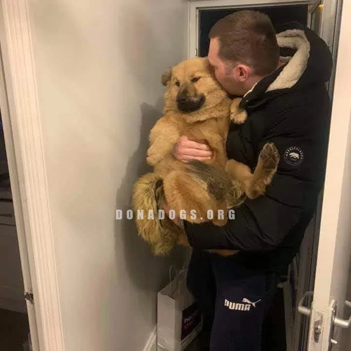 dog pic